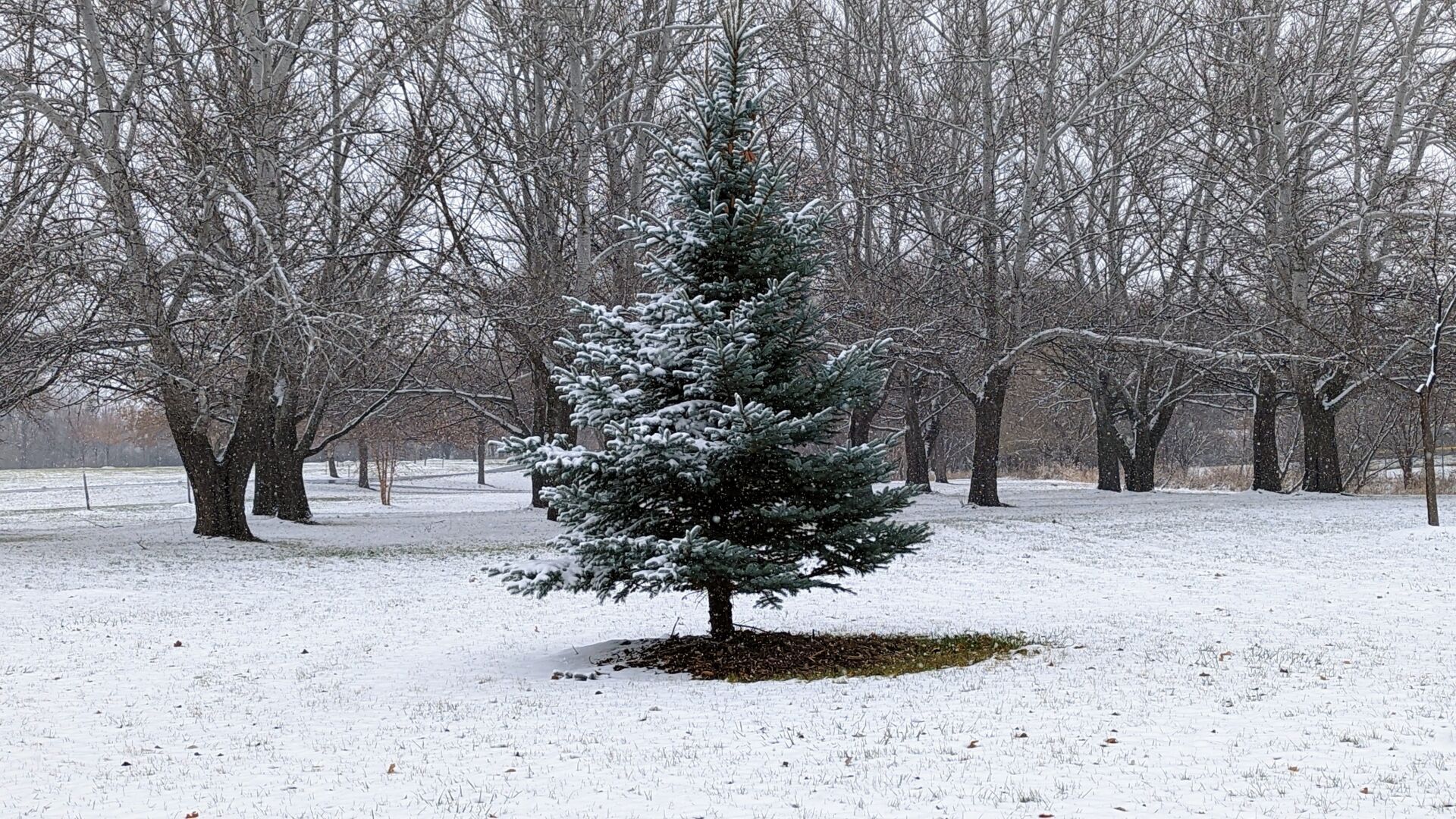 Winter in Northern Iowa - Pine
